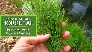 Harvesting Wild Horsetail Plant A Nutritive Herb High in Minerals [upl. by Cassandry641]