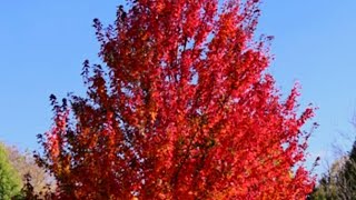 SHORT Redpointe Maple [upl. by Rabush]