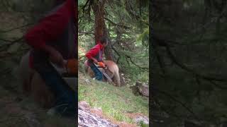 Hero Rescues Beautiful Horse From Tree [upl. by Harrus]