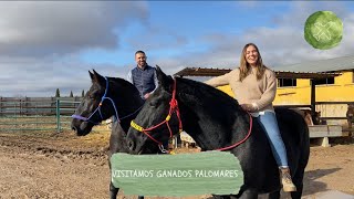 Visitamos GANADOS PALOMARES  Caballos PERCHERÓN HISPANO BRETÓN COMTOIS BURGUETE BRETON ARDANES [upl. by Feigin]