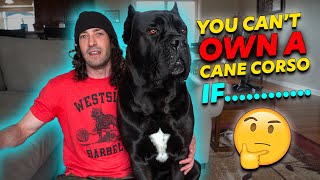 Why You CANT Own a Cane Corso [upl. by Tonye]