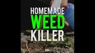 Homemade Weed Killer [upl. by Jo Ann]