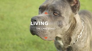 ALL ABOUT LIVING WITH CANE CORSO [upl. by Enwad647]