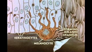 7 Pigment Transfer in Skin Cells [upl. by Naara59]