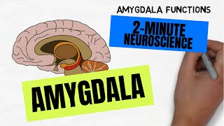 2Minute Neuroscience Amygdala [upl. by Hairas]