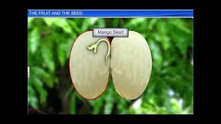 CBSE Class 11 Biology  The Fruit and the Seed  By Shiksha House [upl. by Asirrac]