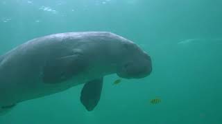 Dugong Dugong dugon swimming underwater Coron Island Phillipines [upl. by Lada]