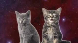 Pisici catskittenspisicile sunt cantaretethe kitty song miau [upl. by Yelrahs687]