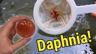 How I Culture Daphnia In Outdoor Tubs [upl. by Elka558]