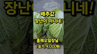 2025년1월달 노지배추 비싼이유 흥해오일장배추시세korea 포항아지매 김치 [upl. by Athalla]