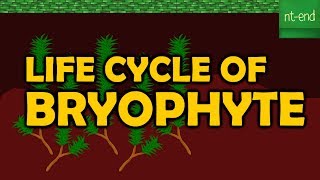 LIFE CYCLE OF BRYOPHYTE [upl. by Melc]