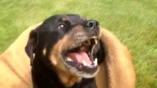 ANGRY ROTTWEILER 3 [upl. by Ycrad]