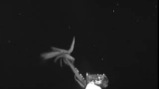 Here Be Monsters Giant Squid Sighting in Americas Backyard [upl. by Mcleod]