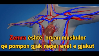 Anatomia Dhe Funksioni i Zemres Sistemi i Qarkullimit te Gjakut [upl. by Hgieleak450]