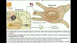 How do Melanocytes Make Melanin Melanogenesis Mechanism [upl. by Ainollopa]