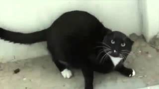 ☛Recopilacion de gatos furiosos 【Debes De Verlo】 [upl. by Melbourne]