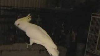 Snowball TM  Our Dancing Cockatoo [upl. by Ynahteb]