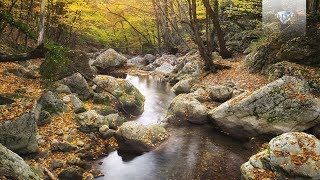 Classical Music Inspired by Nature  Beethoven Dvorák Sibelius Strauss [upl. by Aibar]