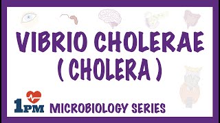 Vibrio Cholerae Cholera  Pathophysiology  Symptoms  Diagnosis  Treatment [upl. by Silver]