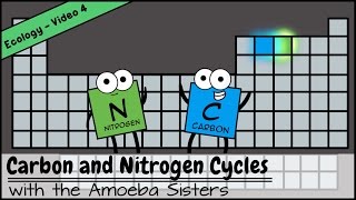 Carbon and Nitrogen Cycles [upl. by Eustacia]