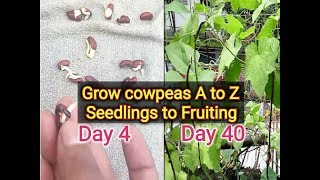 how to grow Cowpea how to germinate Cowpea seed [upl. by Cavan]