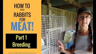 How to Raise Rabbits for Meat Part 1 Breeding [upl. by Bryn]