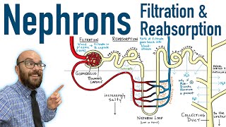 Nephrons  Filtration and Reabsorption Basics [upl. by Burl]