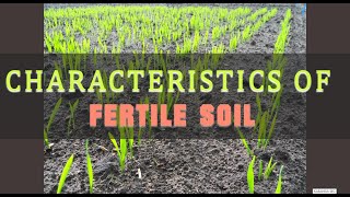 characteristics of fertile soil [upl. by Joe]