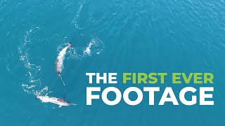 The firstever footage of Narwhals using their tusks for feeding [upl. by Dom159]