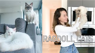 Owning a Ragdoll Cat  What to know [upl. by Urbannai]