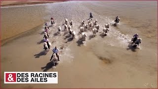 Transhumance des chevaux en Camargue [upl. by Arykahs865]