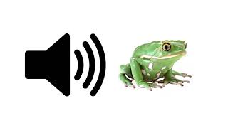 Frog Croaking  Sound Effect  ProSounds [upl. by Takashi688]