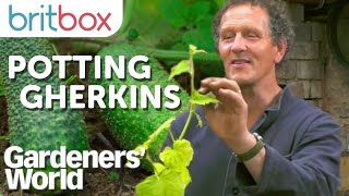 Montys Top Tips for Growing Gherkins  Gardeners World [upl. by Jarietta]