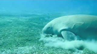 Dugong Sea Cow in Marsa Alam [upl. by Asselam]