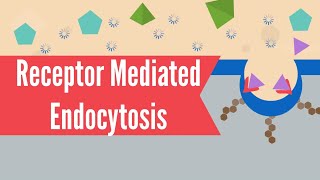 Receptor Mediated Endocytosis [upl. by Winters]