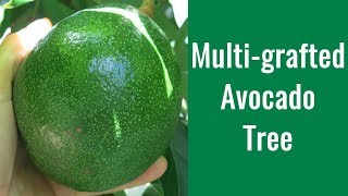 How to Graft Avocado Trees  Multigrafted Avocado [upl. by Hermosa650]