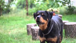 Rottweiler barking very scary [upl. by Einra]