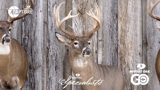 Ben Mears • Whitetail Deer Taxidermy [upl. by Ahsenad]