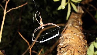 Ogrefaced netcasting spiders catch prey in dark of night [upl. by Home]