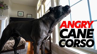 ANGRY Cane Corso RAW Home Video 😡 [upl. by Bambie]