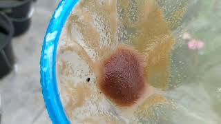 How to culture daphnia moina in a small container Part 1 English Subtitle [upl. by Aned971]