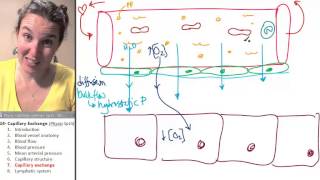 Capillary exchange 7 Function [upl. by Acinej]