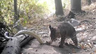 Bobcat Kills Rattlesnake While Fighting  1147348 [upl. by Kora]