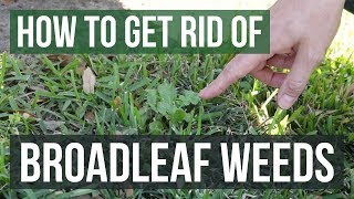 How to Get Rid of Broadleaf Weeds Lawn Care Tips [upl. by Netfa]