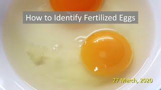 How to Identify Fertilized Eggs [upl. by Larual448]