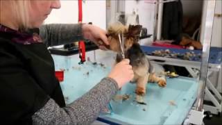 HOW TO GROOM A YORKIES FACE [upl. by Yeldarb]