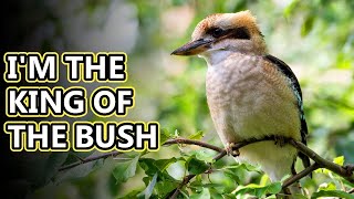 Kookaburra facts the terrestrial kingfisher  Animal Fact Files [upl. by Yentiw543]