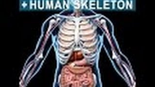 Anatomy and Physiology of Skeletal System [upl. by Ylremik]