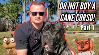 CANE CORSO  SHOULD YOU GET ONE Part 1 [upl. by Efren]