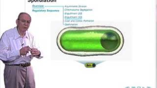 Sporulation in Bacillus subtilis [upl. by Ahsenwahs]